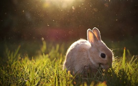 pastoreo conejo HD fondos de pantalla