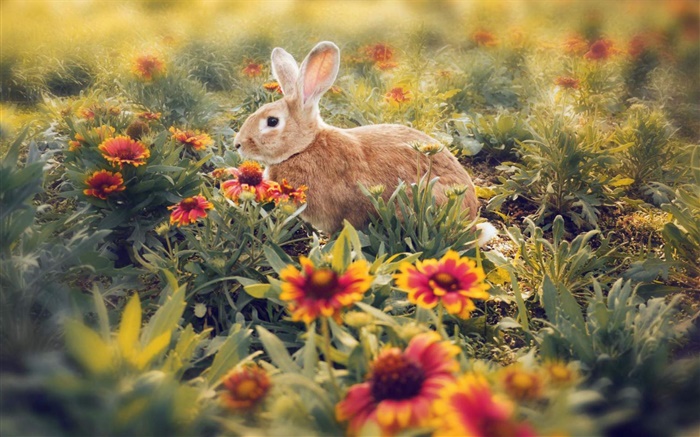 Conejo escondido en las flores Fondos de pantalla, imagen