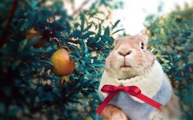 Conejo llevaba bufanda