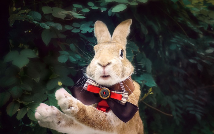 Conejo con corbata Fondos de pantalla, imagen