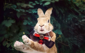 Conejo con corbata