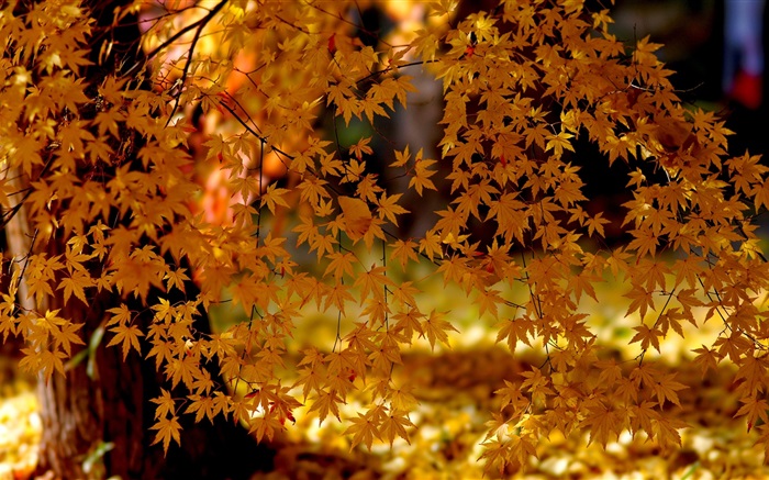 Hojas rojas de arce, árbol, otoño Fondos de pantalla, imagen
