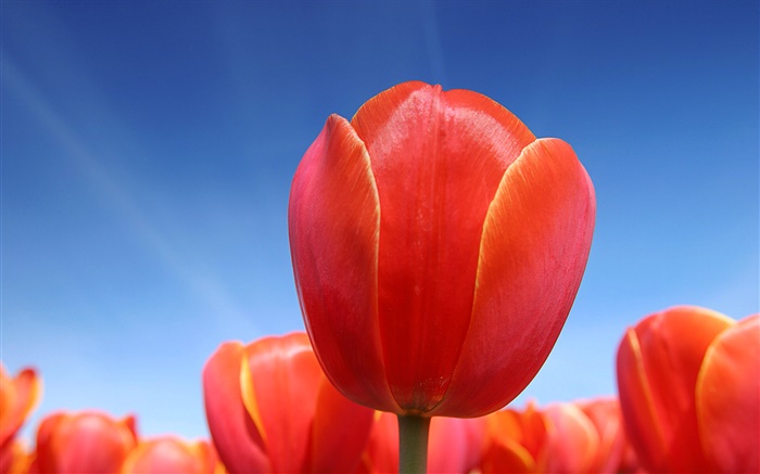 Flor del tulipán rojo de cerca, el cielo azul Fondos de pantalla, imagen