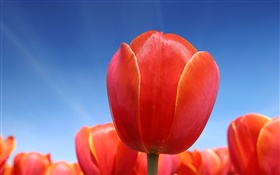 Flor del tulipán rojo de cerca, el cielo azul