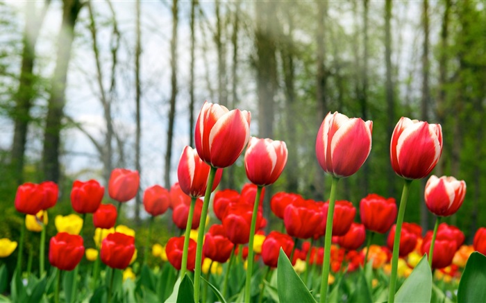 Flores rojas del tulipán Fondos de pantalla, imagen