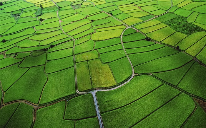 Rice vista superior de arroz Fondos de pantalla, imagen