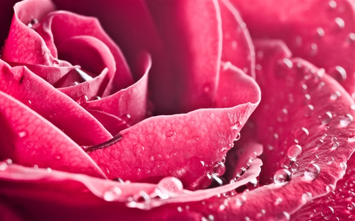 flor color de rosa en primer plano, pétalos, gotas de agua Fondos de pantalla, imagen