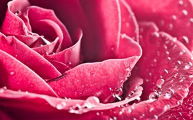 flor color de rosa en primer plano, pétalos, gotas de agua
