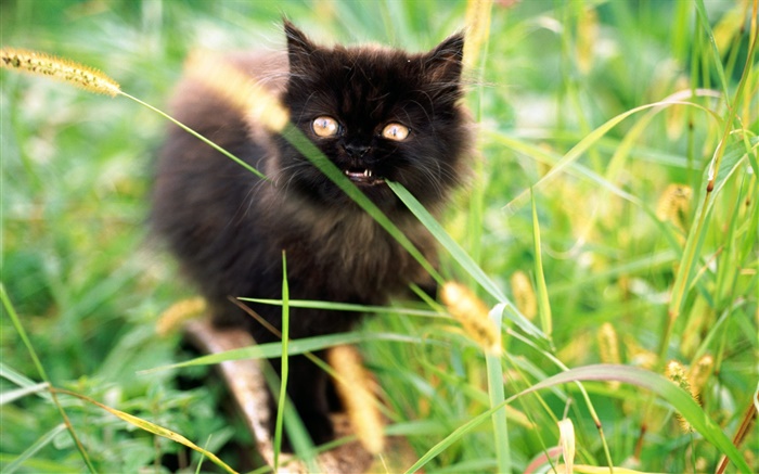 Pequeño gatito negro en la hierba Fondos de pantalla, imagen