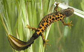 salamandra manchada