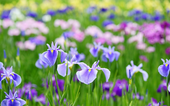 Verano flores de iris Fondos de pantalla, imagen