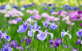 Verano flores de iris