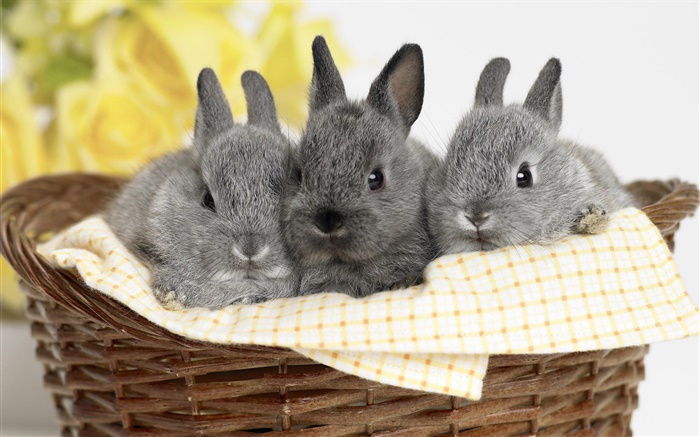 Tres conejo gris Fondos de pantalla, imagen