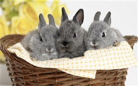 Tres conejo gris