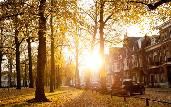 Los árboles, la luz del sol, otoño, casas Fondos de pantalla, imagen