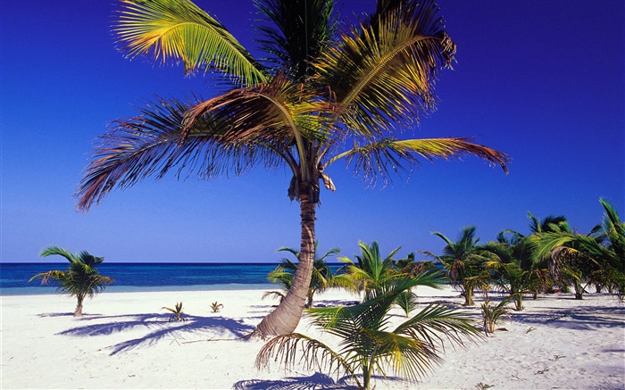 Playa tropical con palmeras Fondos de pantalla, imagen