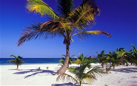 Playa tropical con palmeras HD fondos de pantalla