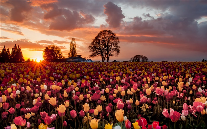 campo de flores de tulipán, cálido atardecer Fondos de pantalla, imagen