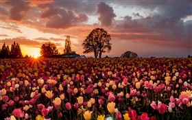 campo de flores de tulipán, cálido atardecer