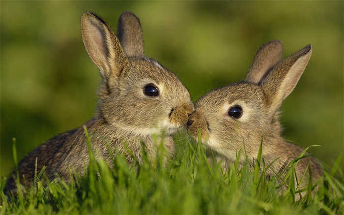Dos conejo gris Fondos de pantalla, imagen