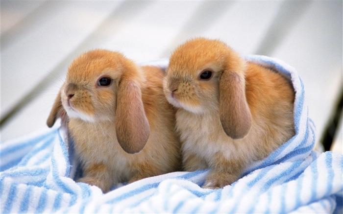 Dos crías de conejo Fondos de pantalla, imagen