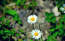 Dos margaritas flores blancas