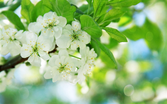 Flores de cerezo blancas Fondos de pantalla, imagen