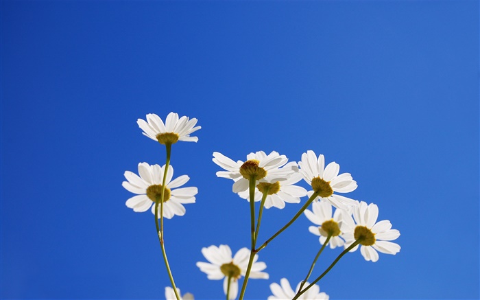 Blancas pequeñas flores, cielo azul Fondos de pantalla, imagen