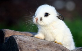 Conejo blanco HD fondos de pantalla