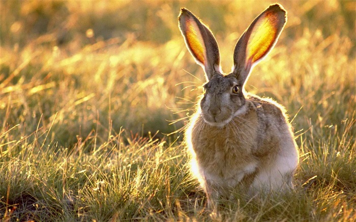 Conejo salvaje en la hierba Fondos de pantalla, imagen