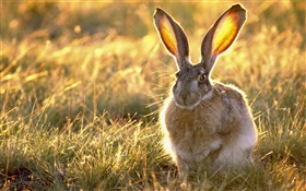 Conejo salvaje en la hierba HD fondos de pantalla