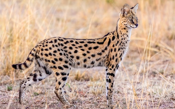 fauna, gato serval Fondos de pantalla, imagen