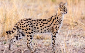 fauna, gato serval HD fondos de pantalla