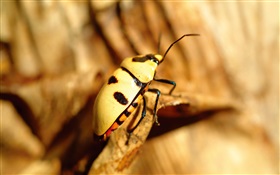 Escarabajo amarillo primer plano HD fondos de pantalla