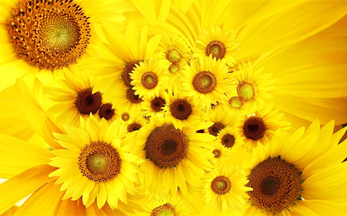 Flores amarillas, girasoles Fondos de pantalla, imagen