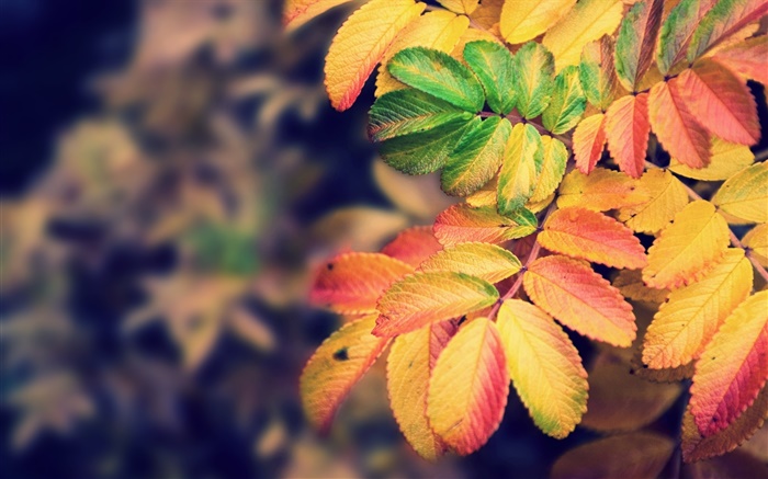 Las hojas amarillas, otoño Fondos de pantalla, imagen