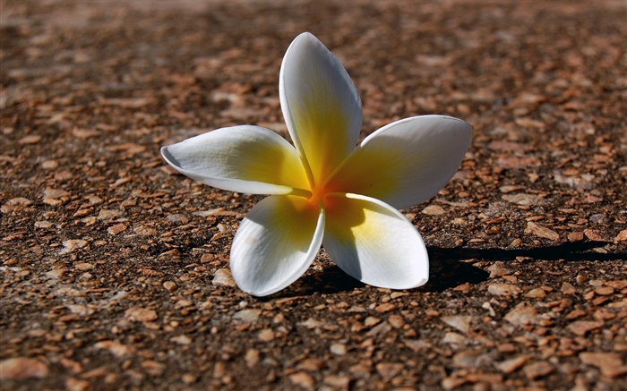 Un frangipani, pétalos amarillos blancos Fondos de pantalla, imagen