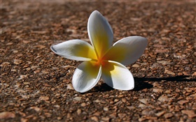Un frangipani, pétalos amarillos blancos