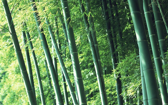 bosque de bambú fresco aire Fondos de pantalla, imagen