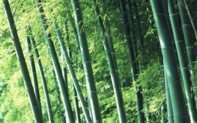 bosque de bambú fresco aire HD fondos de pantalla