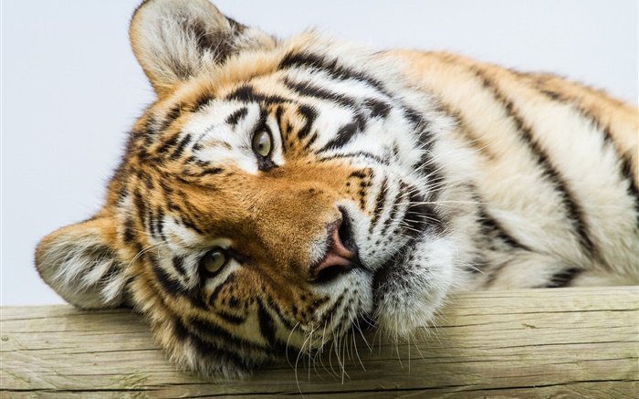 Cara del tigre de Amur primer plano Fondos de pantalla, imagen