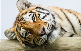 Cara del tigre de Amur primer plano HD fondos de pantalla