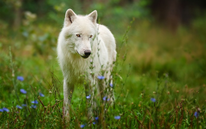 Lobo ártico Fondos de pantalla, imagen