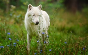 Lobo ártico HD fondos de pantalla