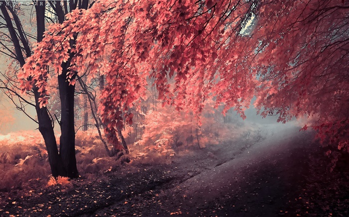 Color del otoño, hojas de color rojo, camino Fondos de pantalla, imagen
