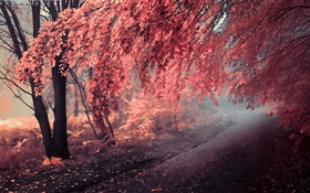 Color del otoño, hojas de color rojo, camino