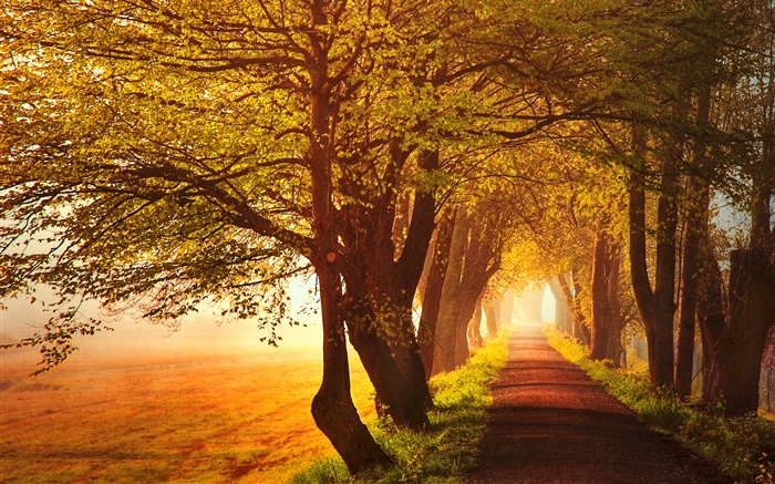 Otoño, amanecer, árboles, camino, niebla Fondos de pantalla, imagen