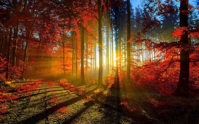 Otoño, bosque, árboles, los rayos del sol Fondos de pantalla, imagen