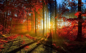 Otoño, bosque, árboles, los rayos del sol HD fondos de pantalla