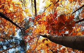 Otoño, árboles de arce, hojas rojas